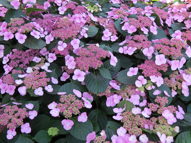 Spring Season-23 (Image ID: 83-081)