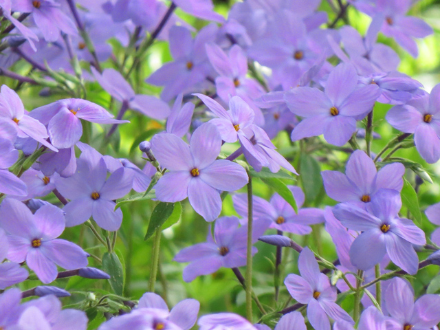 Spring Season-35 (Image ID: 83-091)