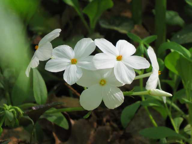 Spring Season-37 (Image ID: 83-096)