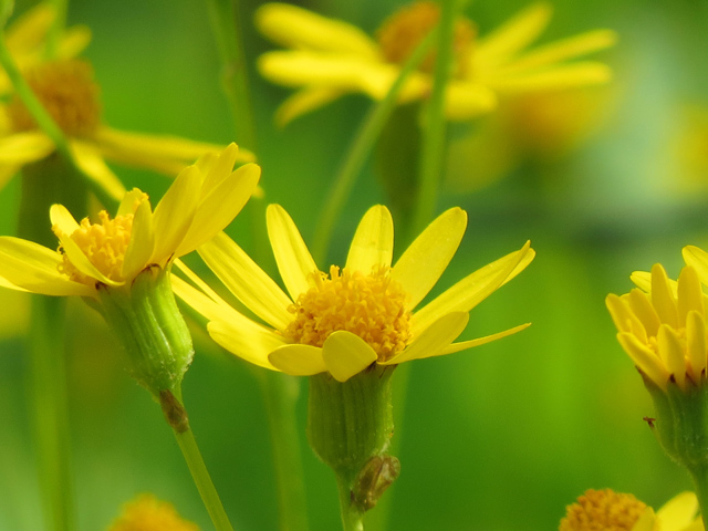 Spring Season-42 (Image ID: 83-101)