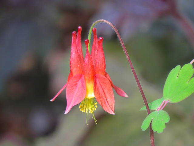 Spring Season-49 (Image ID: 83-106)