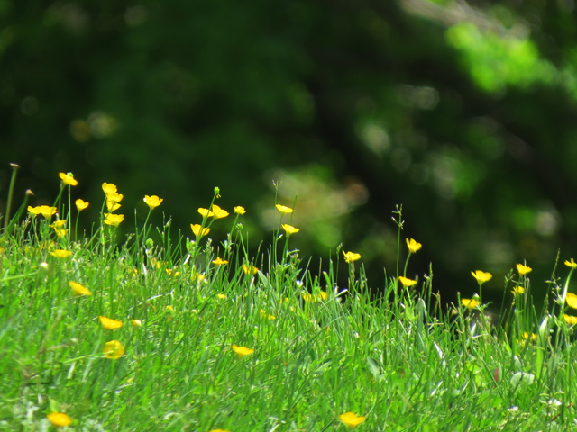 Spring Season-51 (Image ID: 83-111)