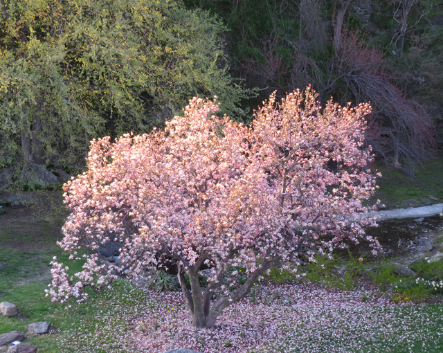 Spring Season-6 (Image ID: 83-121)