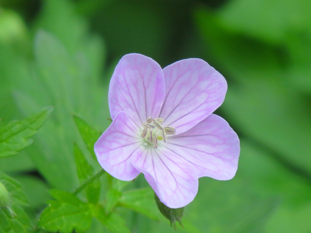 Spring Season-69 (Image ID: 83-131)