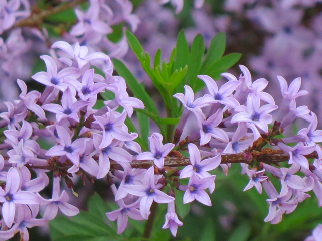 Spring Season-78 (Image ID: 83-141)