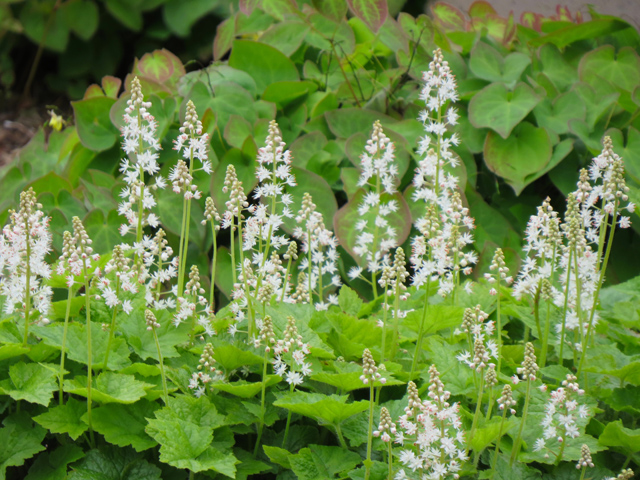 Spring Season-85 (Image ID: 83-146)