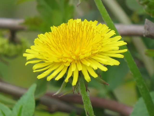 Spring Season-87 (Image ID: 83-151)