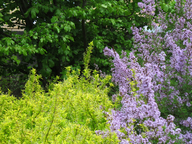 Spring Season-92 (Image ID: 83-156)