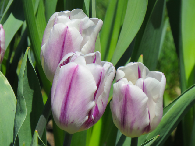 Tulip Spring Season-1 (Image ID: 83-161)