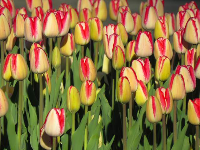 Tulip Spring Season-6 (Image ID: 83-166)