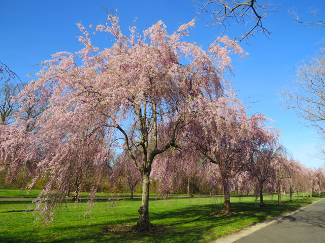 Weeping Cherry Spring Season-1 (Image ID: 83-171)