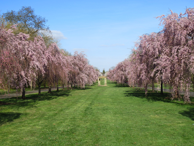 Weeping Cherry Spring Season-6 (Image ID: 83-176)