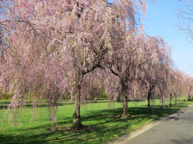Weeping Cherry Spring Season-11 (Image ID: 83-181)