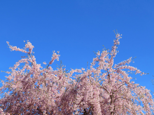 Weeping Cherry Spring Season-16 (Image ID: 83-186)
