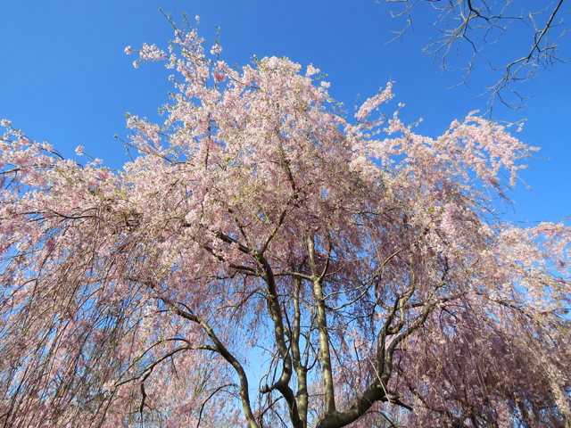 Weeping Cherry Spring Season-21 (Image ID: 83-191)