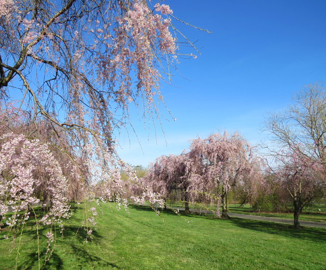 Weeping Cherry Spring Season-26 (Image ID: 83-196)