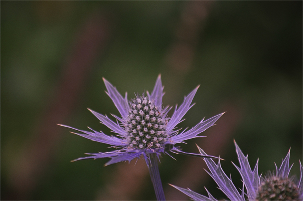 Eryngium SUNIPIX