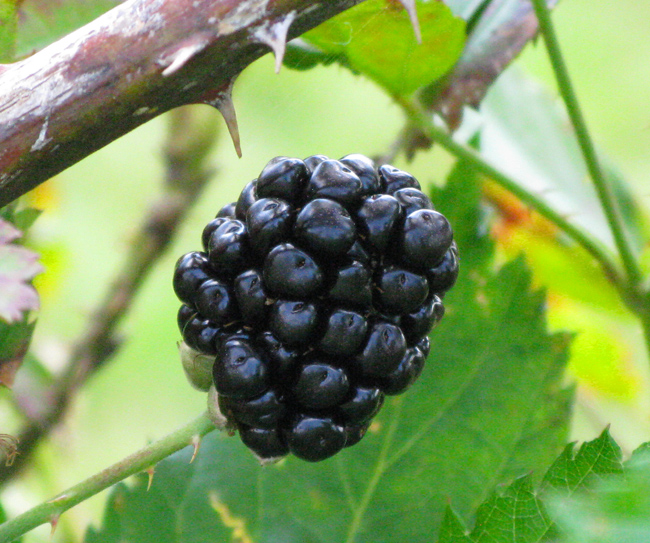 Blackberry Plant19 SUNIPIX