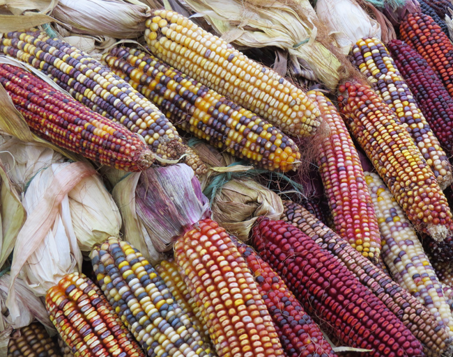 Colored Corn2 SUNIPIX
