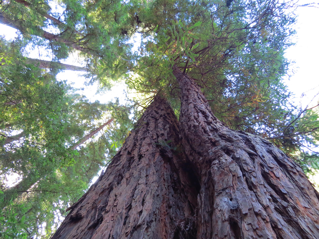Redwood trees2 SUNIPIX